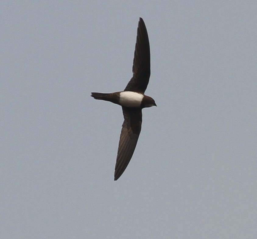 Alpine Swift - Manoj Karingamadathil