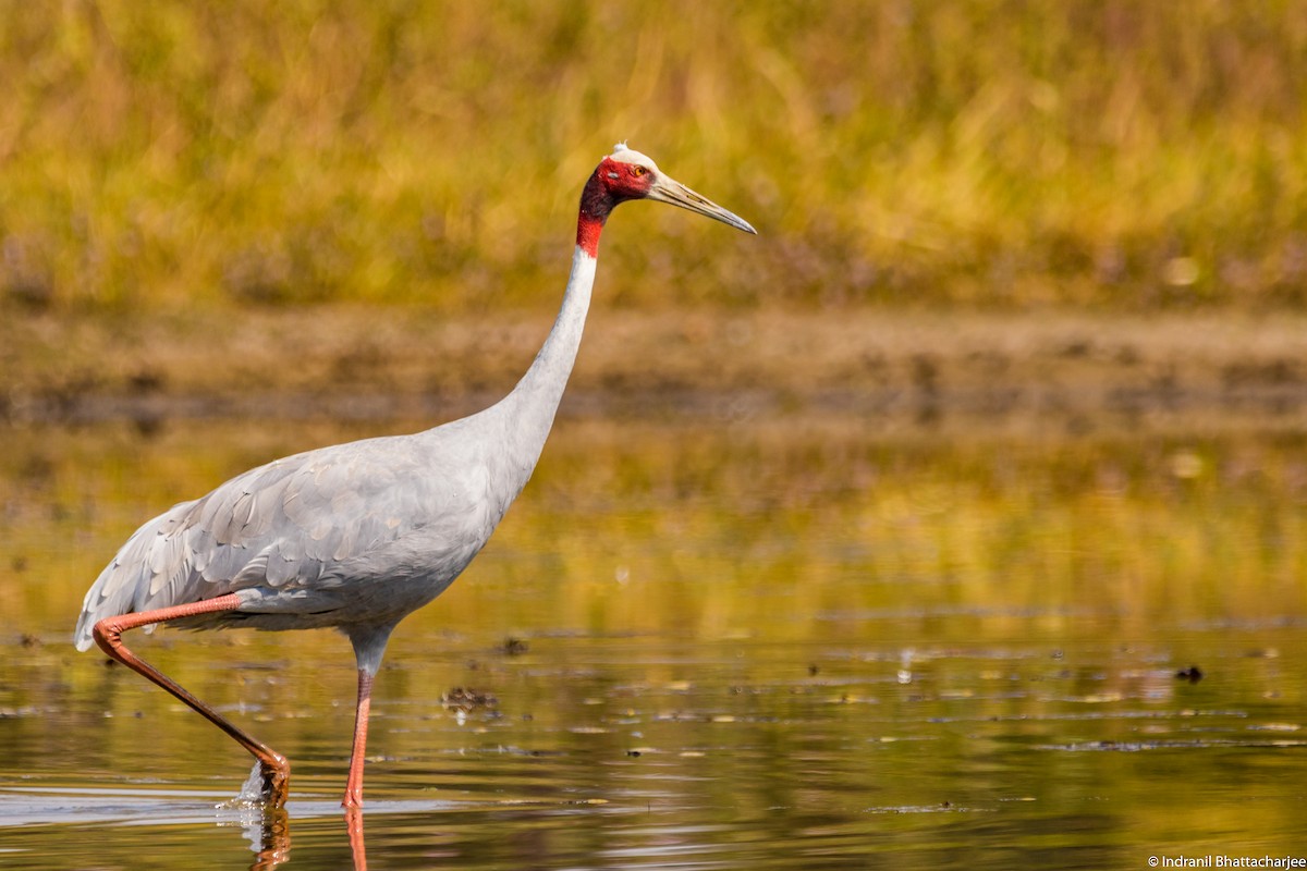 Sarus Crane - Indranil Bhattacharjee