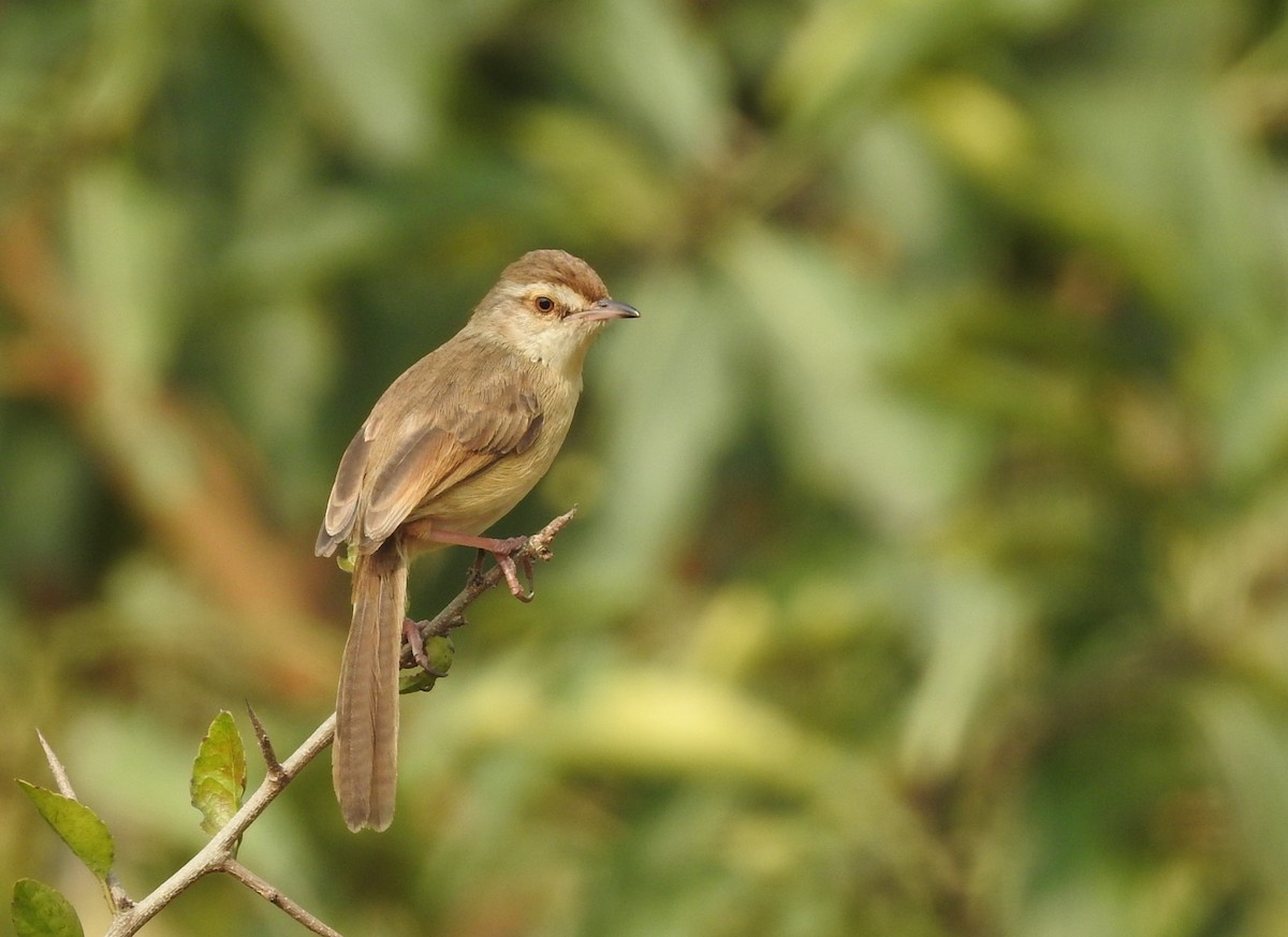 Plain Prinia - ML83825761