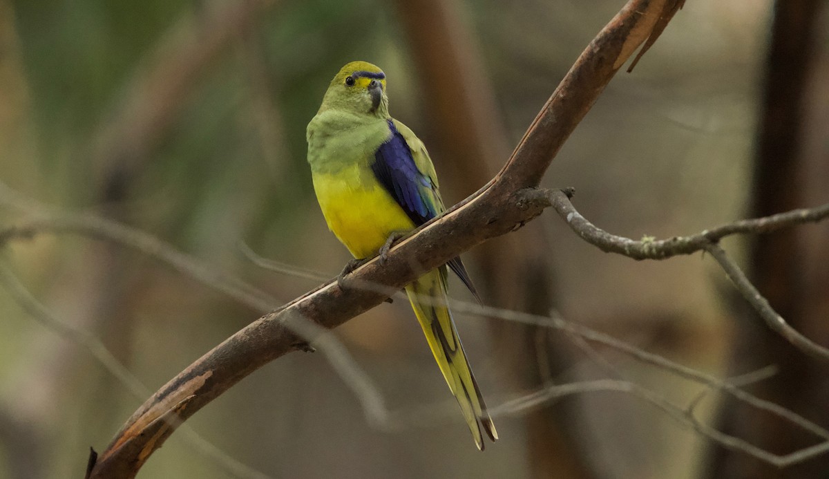 Blue-winged Parrot - ML83825901