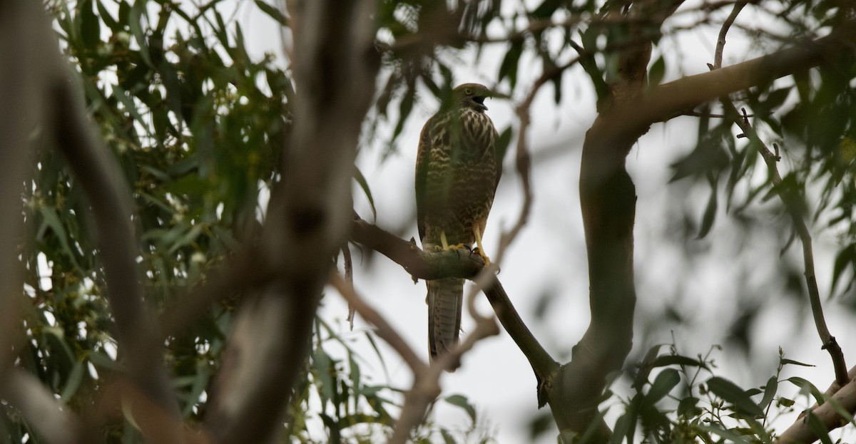 Brown Goshawk - ML83826011