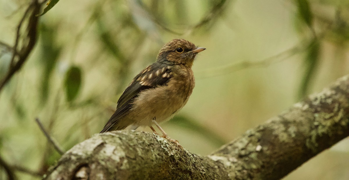 Eastern Yellow Robin - ML83826091