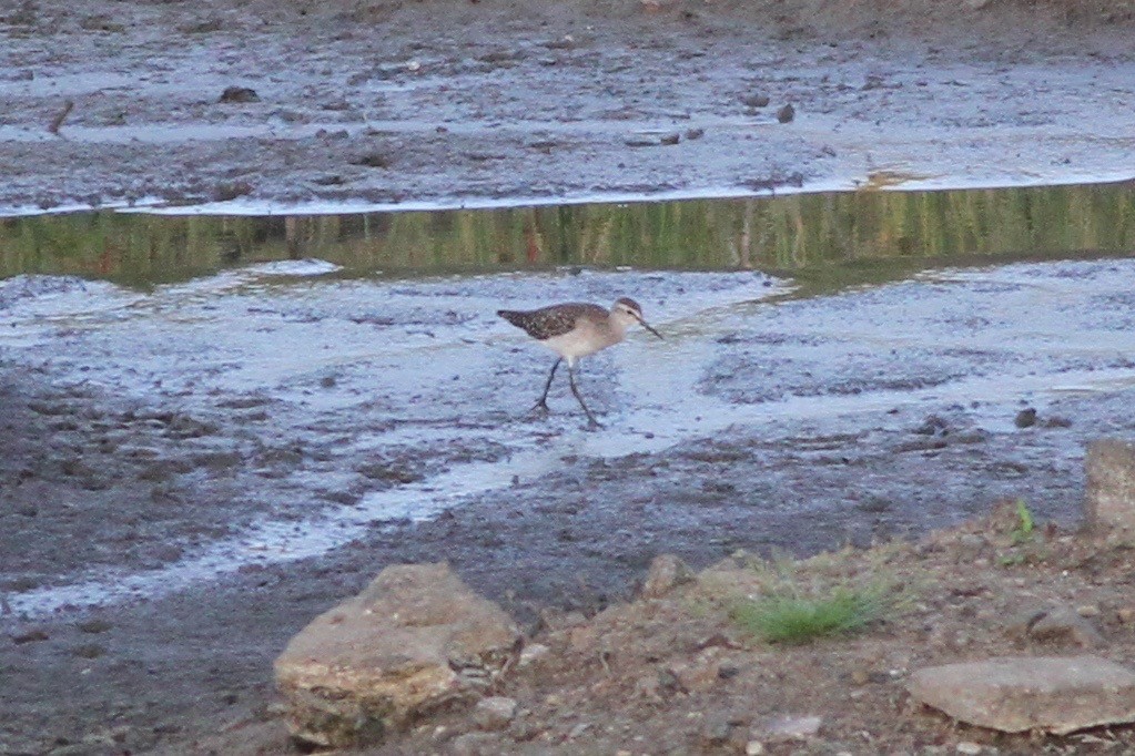 Wood Sandpiper - Chris Wiley