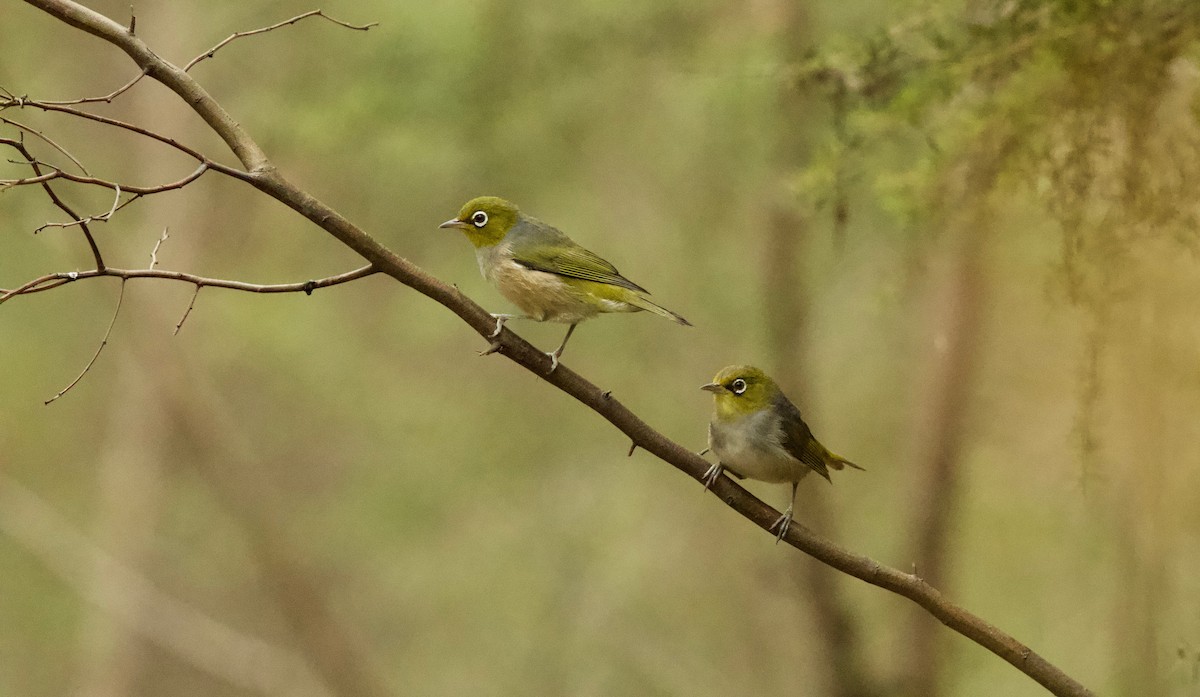 Zostérops à dos gris - ML83826371