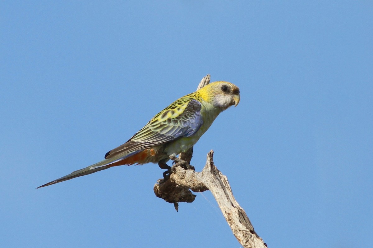 Pale-headed Rosella - Chris Wiley