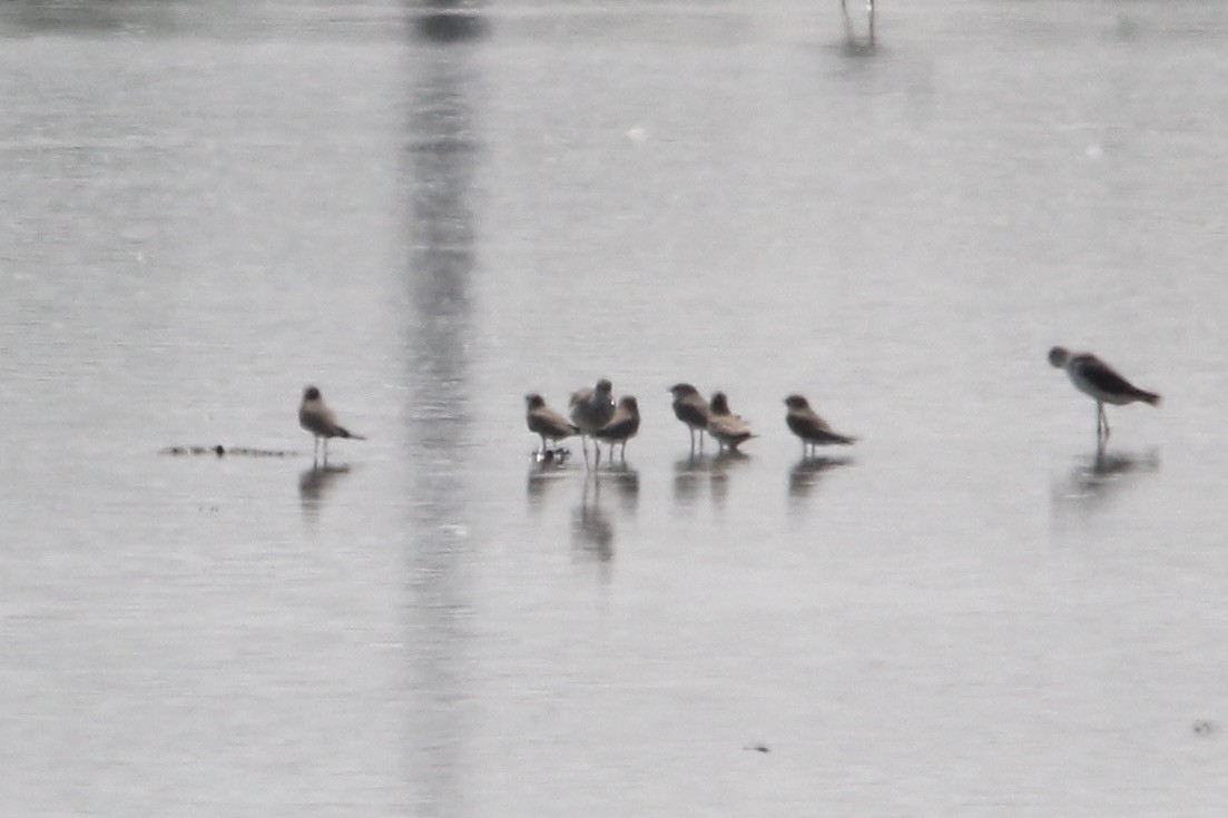 Small Pratincole - ML83826781