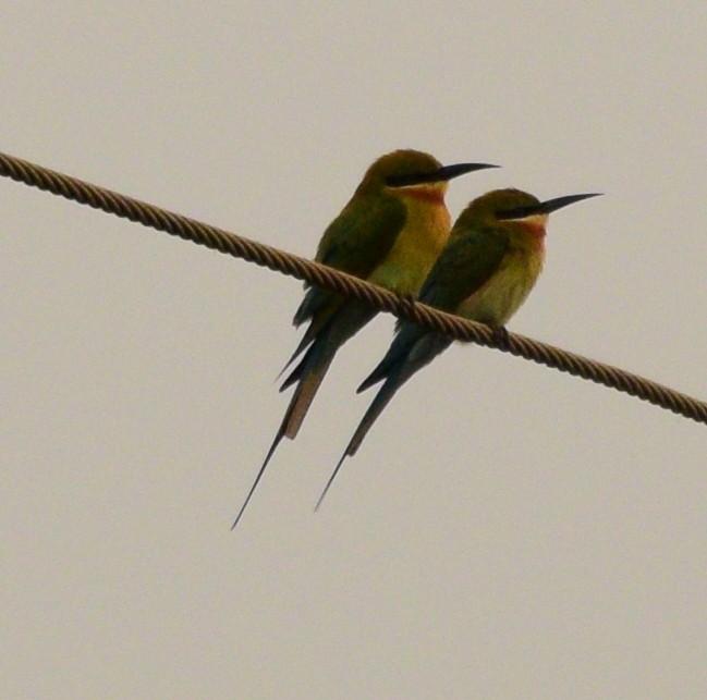 Blue-tailed Bee-eater - ML83826991