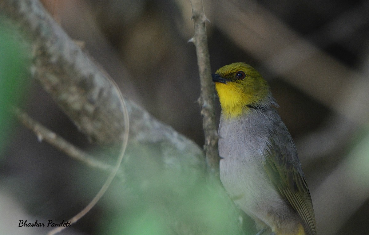 Yellow-throated Bulbul - Bhaskar pandeti