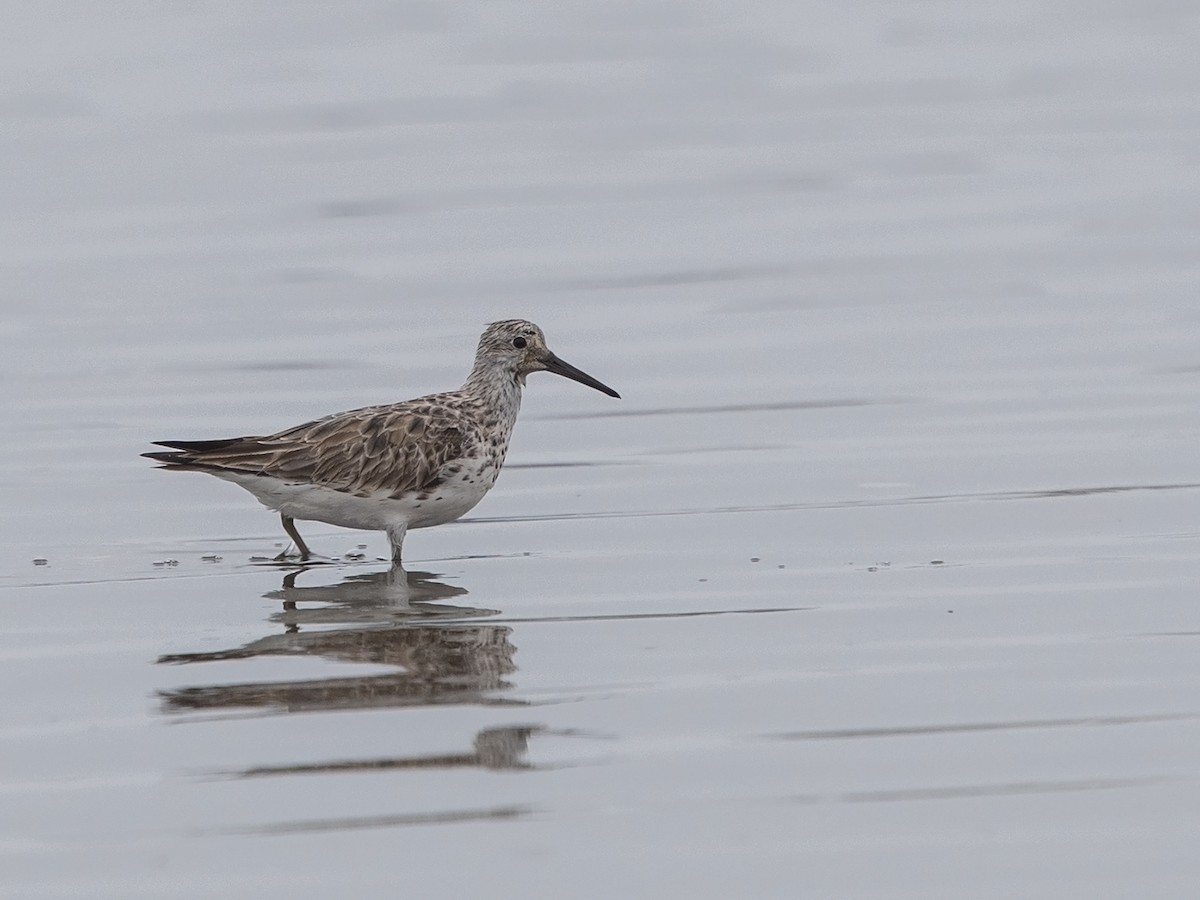 Great Knot - ML83828241