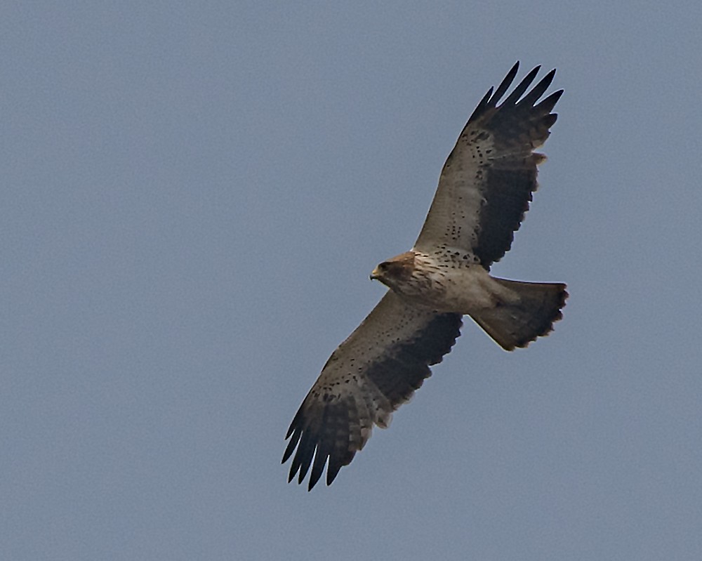 Booted Eagle - ML83828411