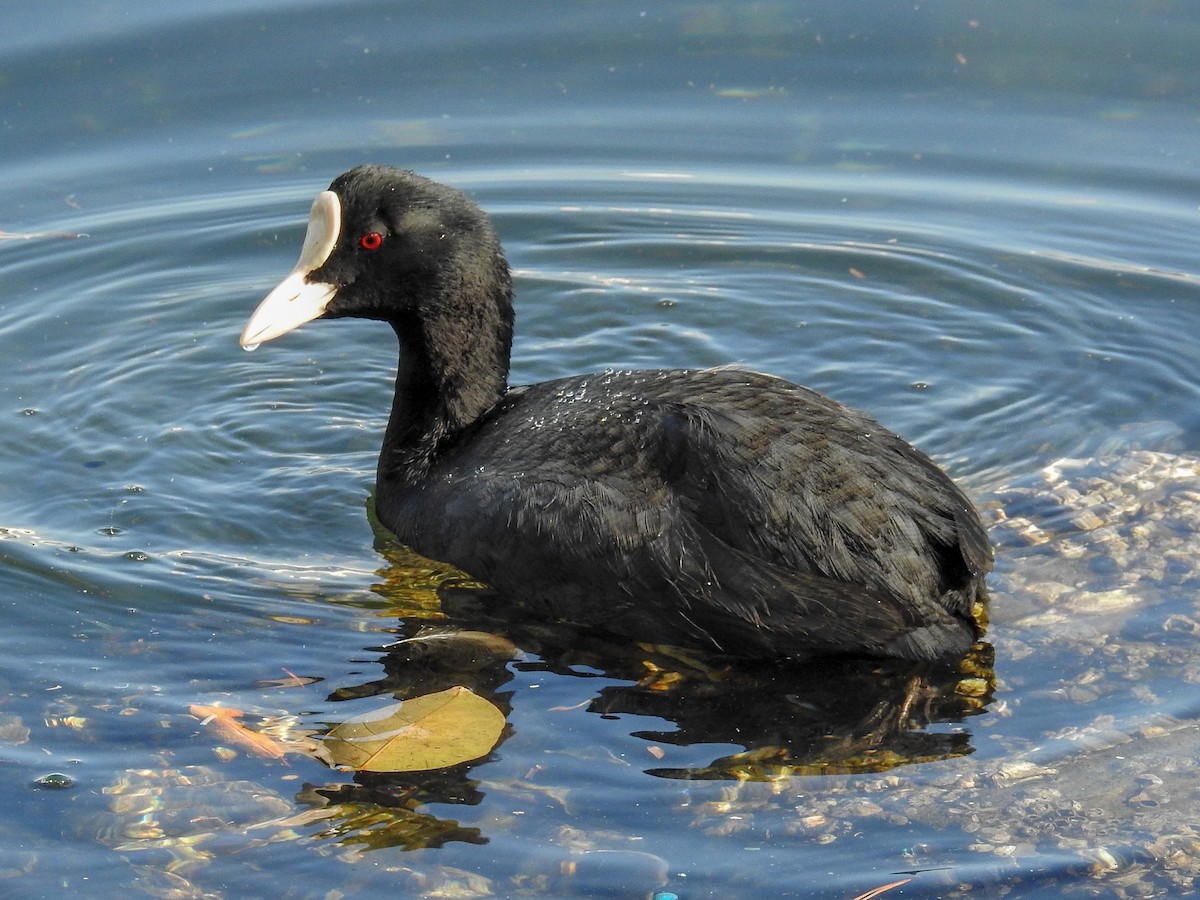 Eurasian Coot - ML83829061