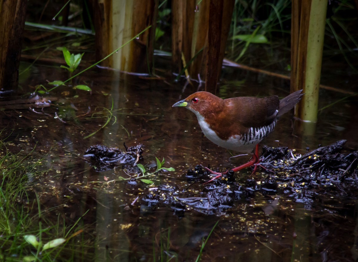Red-and-white Crake - André  Zambolli