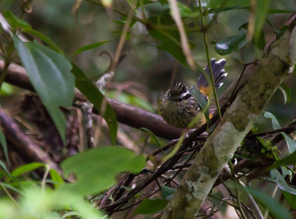 Ochre-rumped Antbird - ML83829301