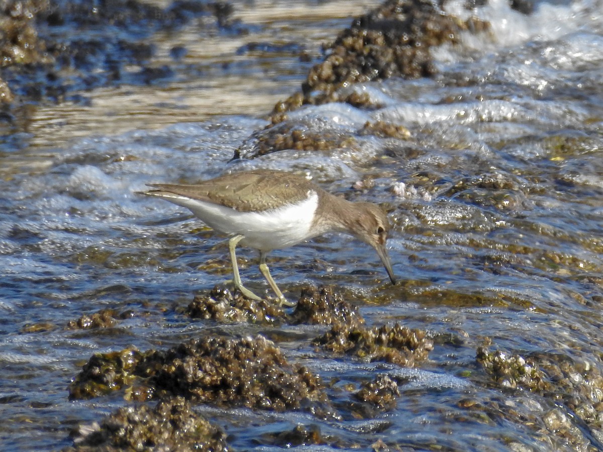 Common Sandpiper - ML83829491