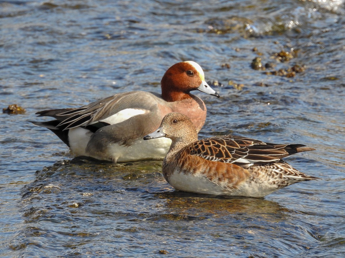 Eurasian Wigeon - ML83829521