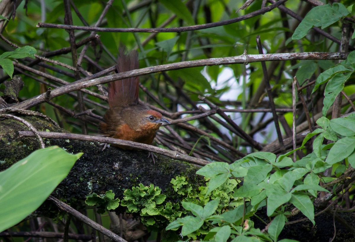 Orange-breasted Thornbird - ML83829531