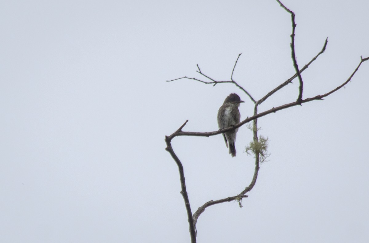 Olive-sided Flycatcher - ML83829561