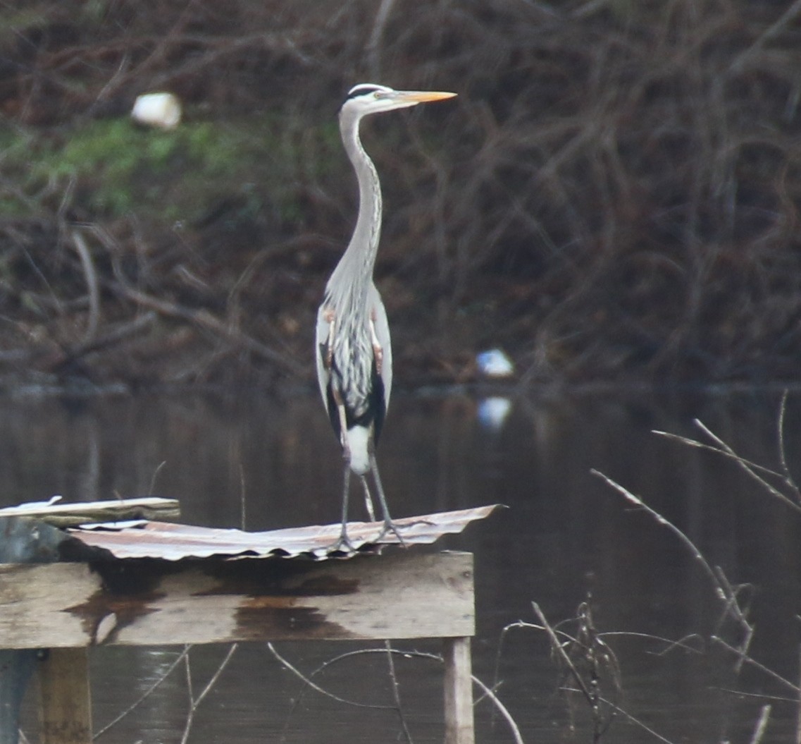 Great Blue Heron - ML83829651