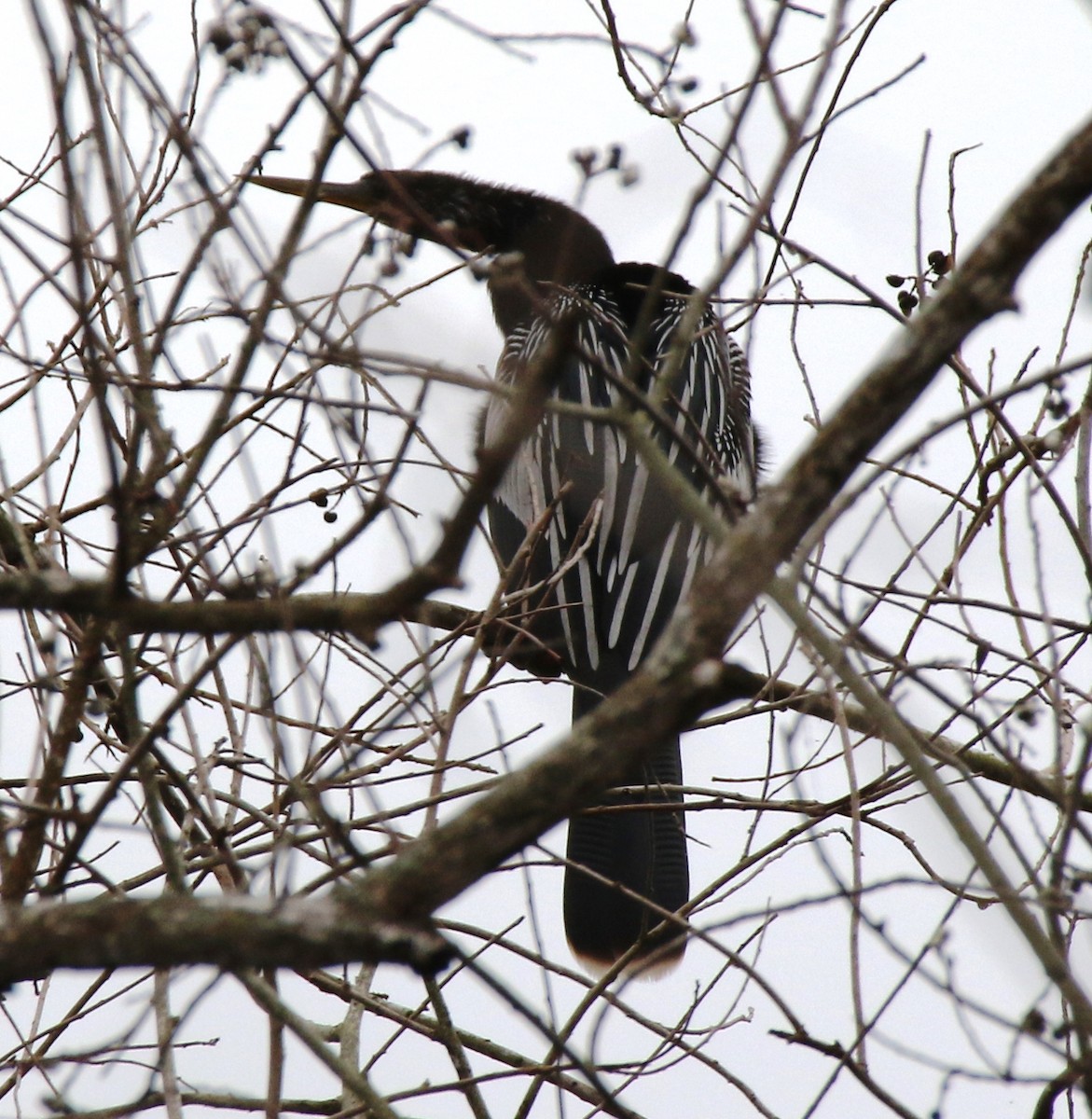 Amerika-Schlangenhalsvogel - ML83829661