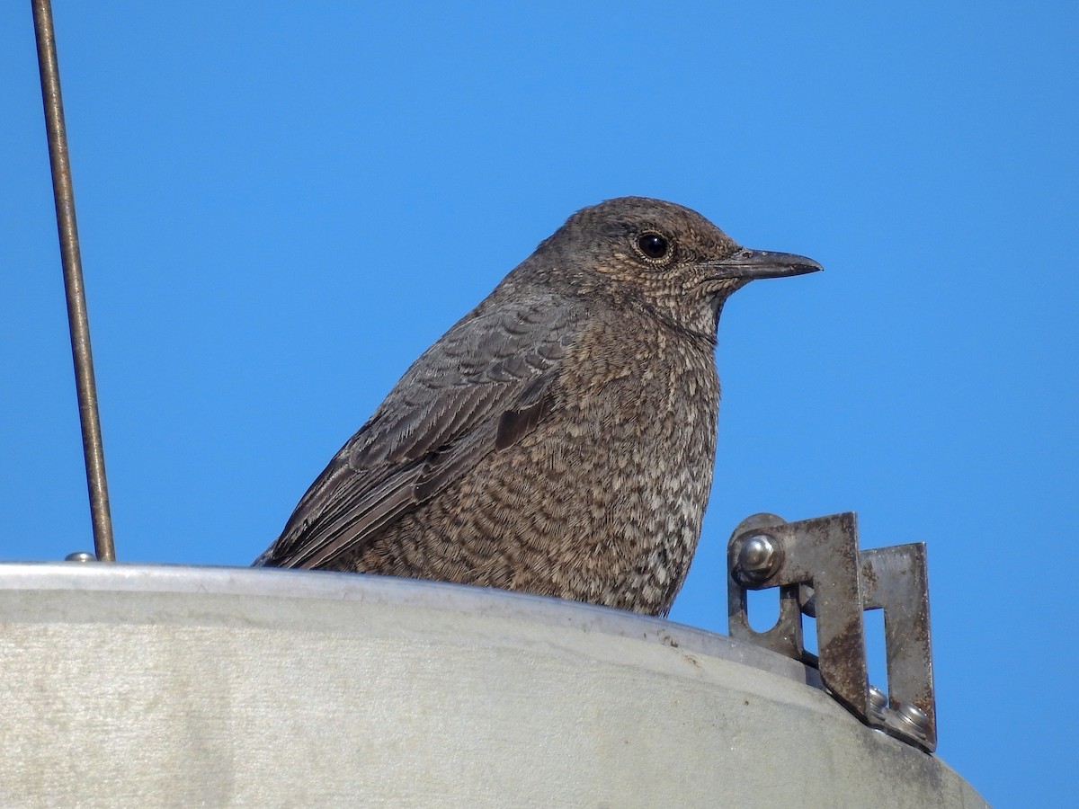 Blue Rock-Thrush - ML83829991