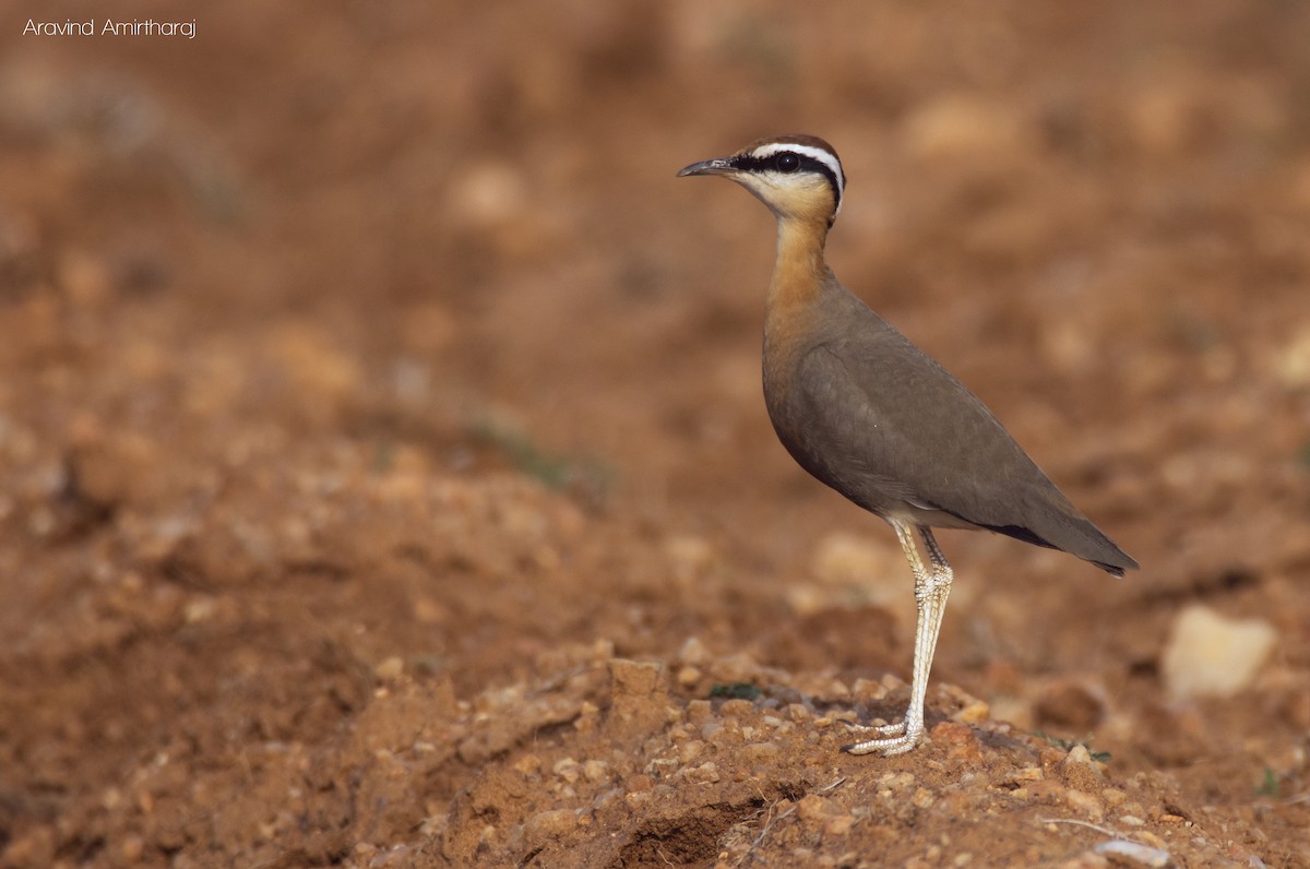 Indian Courser - Aravind Amirtharaj