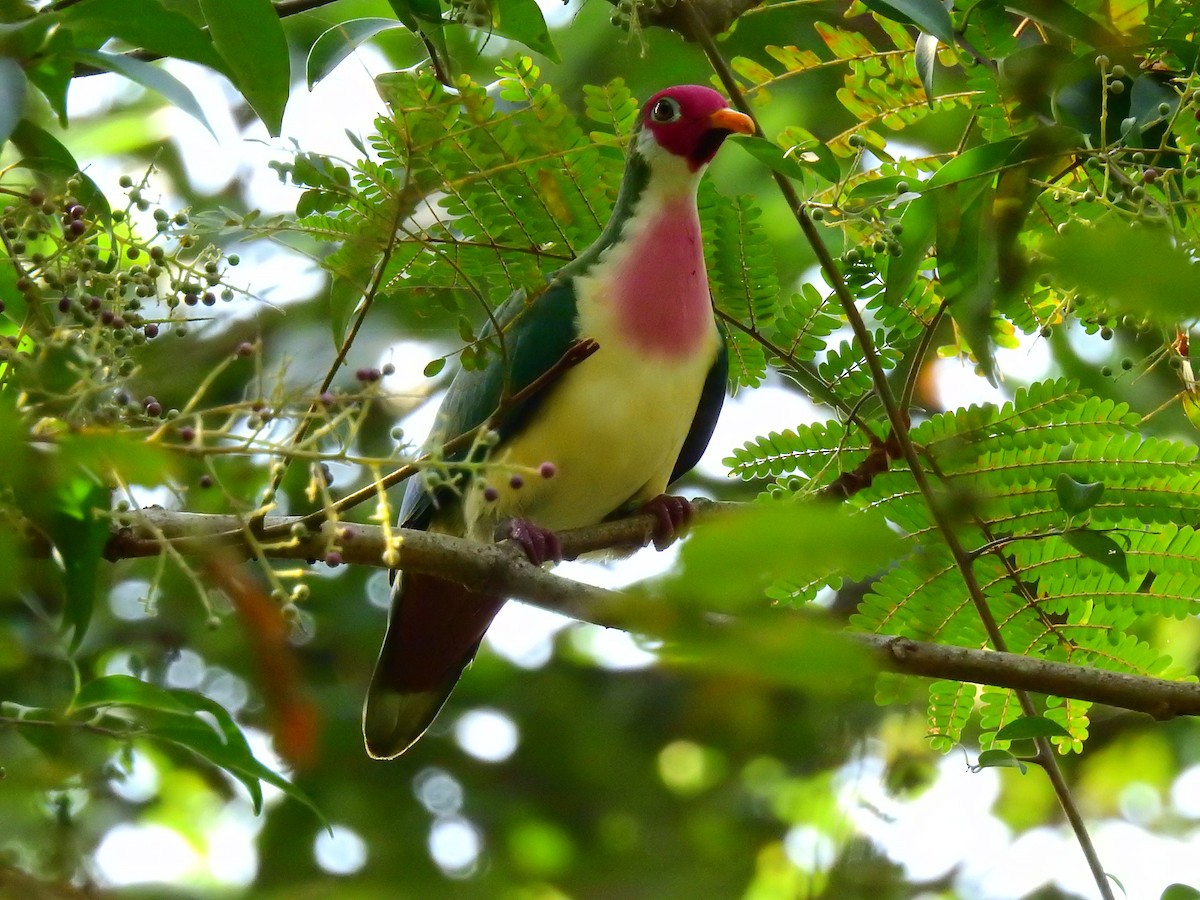 Jambu Fruit-Dove - ML83830961