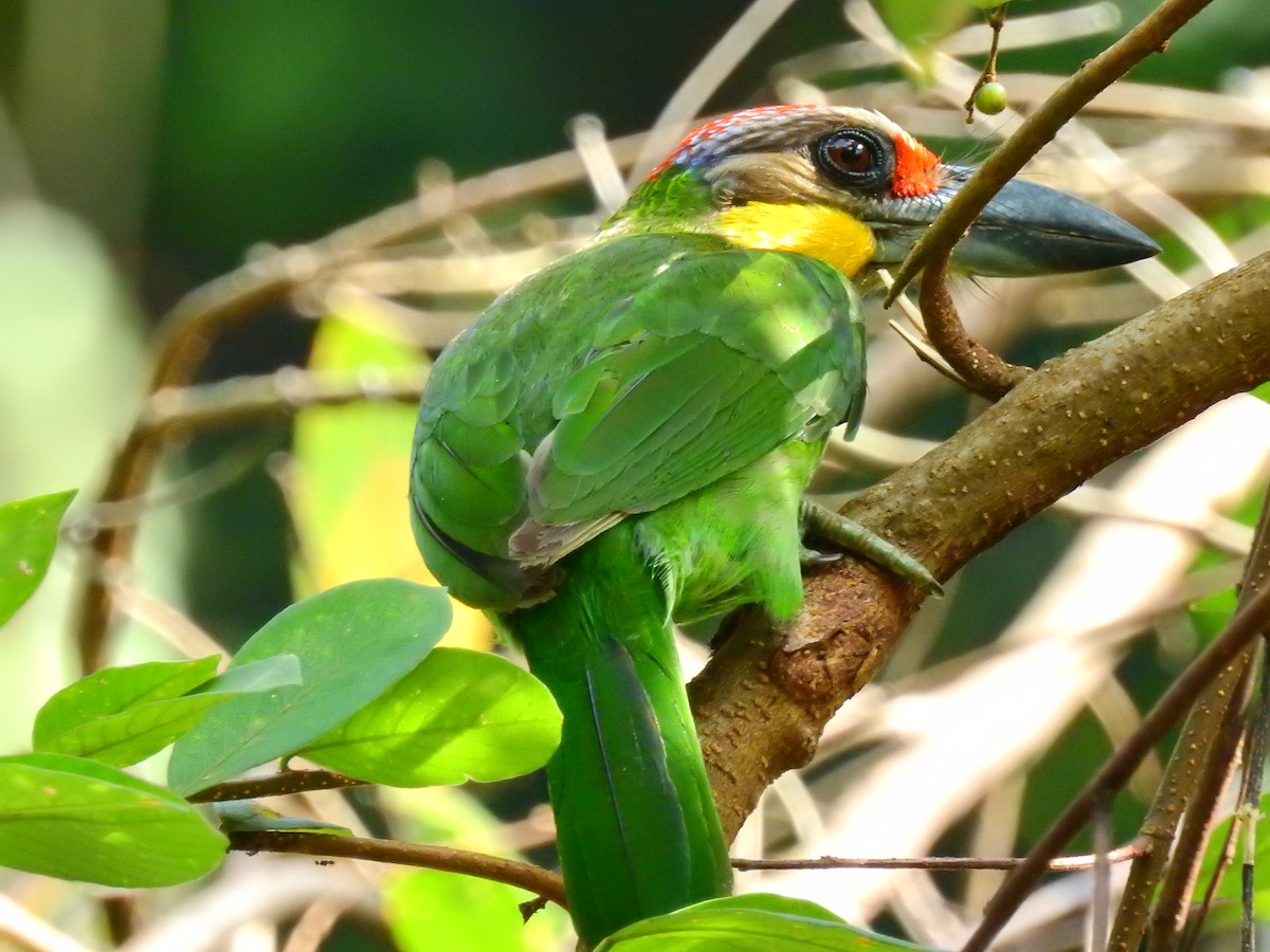 Gold-whiskered Barbet (Gold-whiskered) - Andy Lee