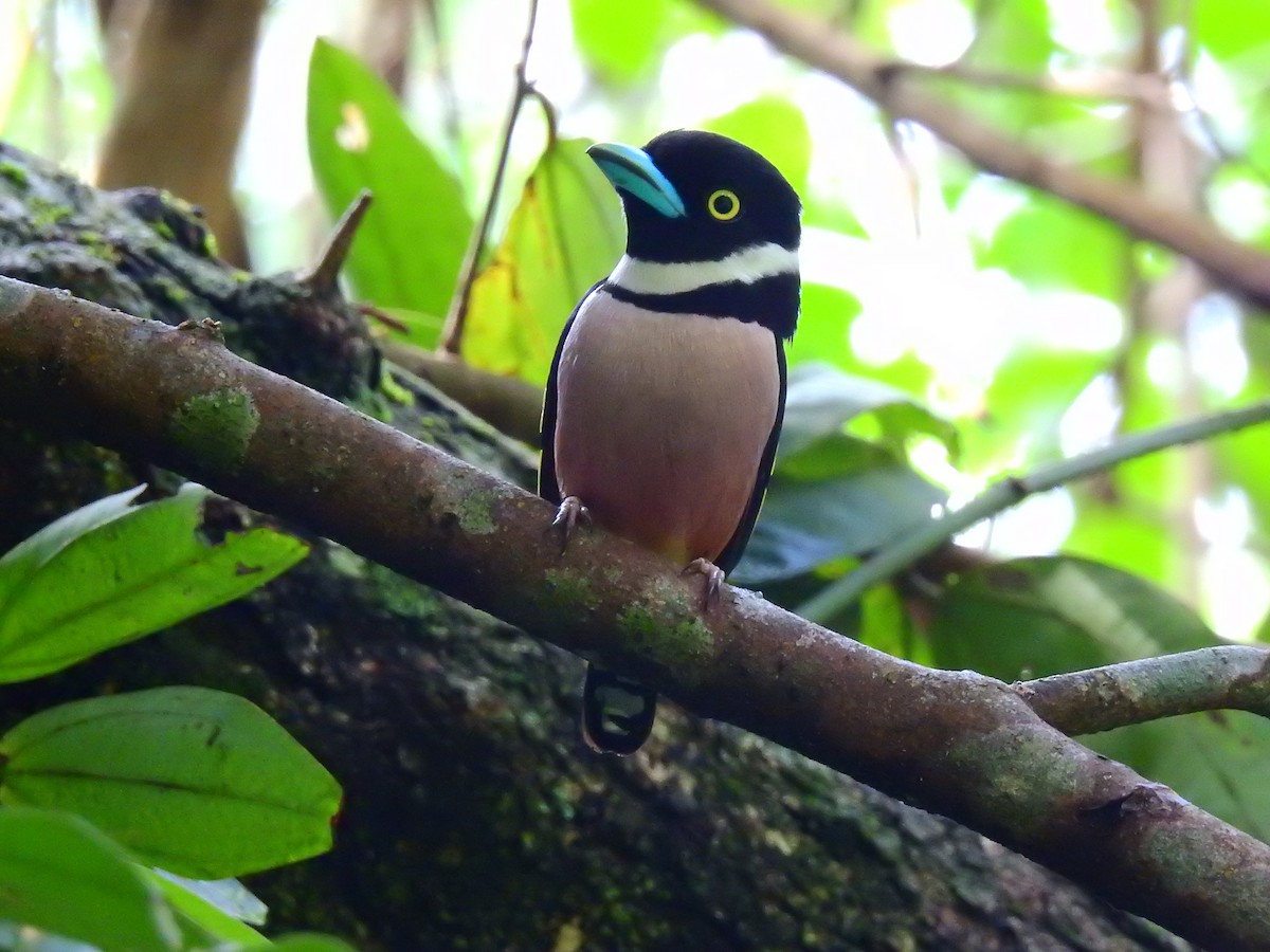 Black-and-yellow Broadbill - Andy Lee