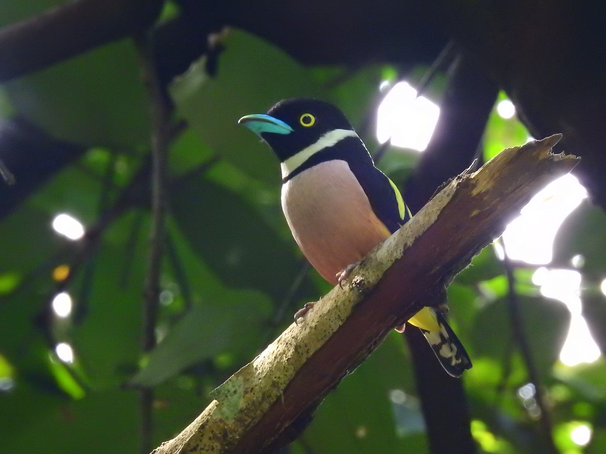 Black-and-yellow Broadbill - Andy Lee
