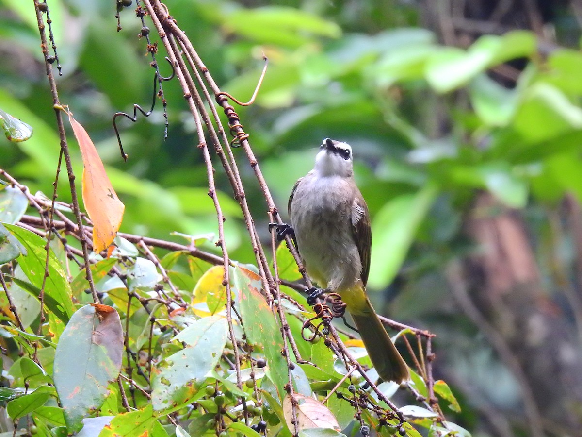 Yellow-vented Bulbul - Andy Lee