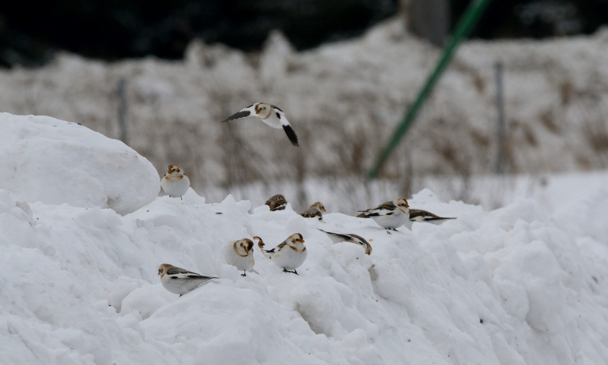 Snow Bunting - ML83832031