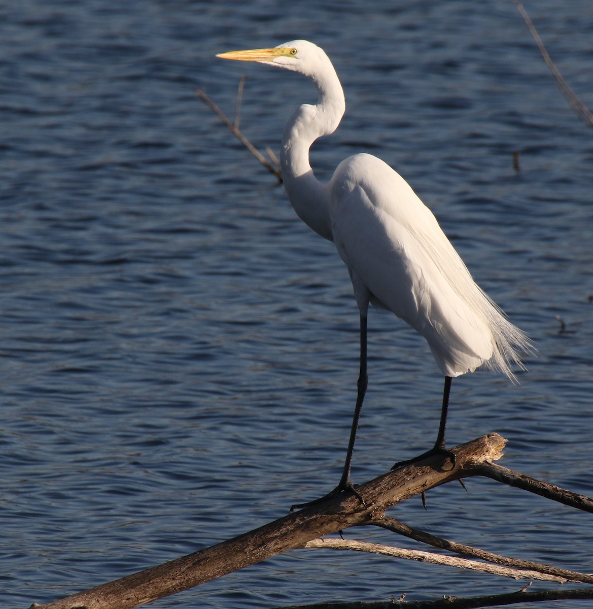 Great Egret - ML83832071