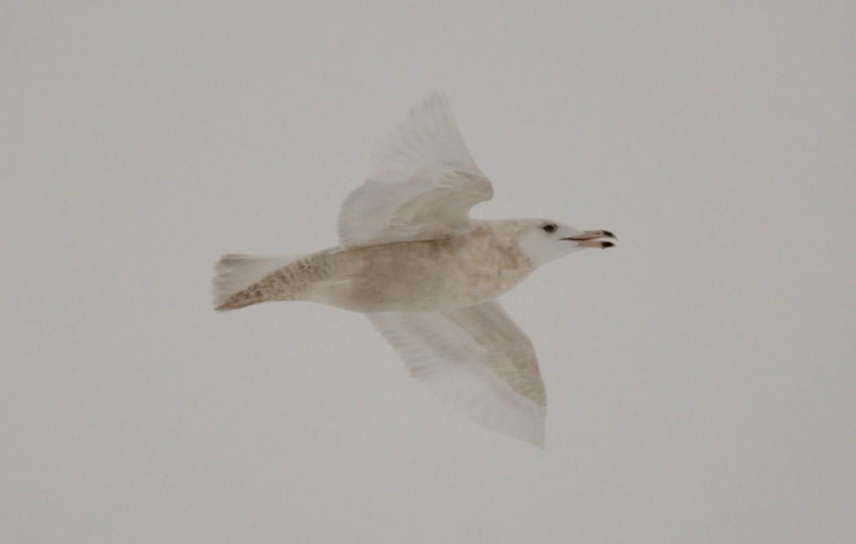 Glaucous Gull - ML83832301