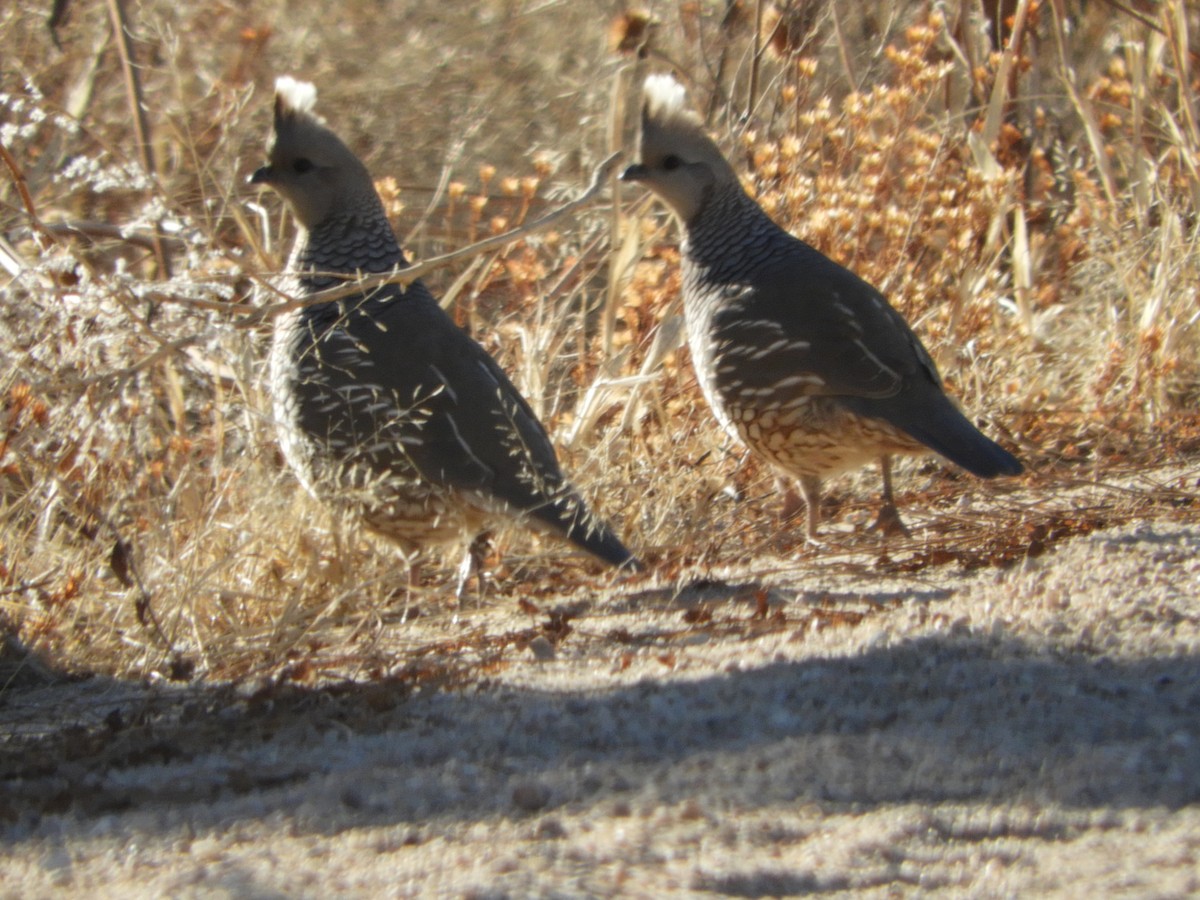 skjellvaktel - ML83833851