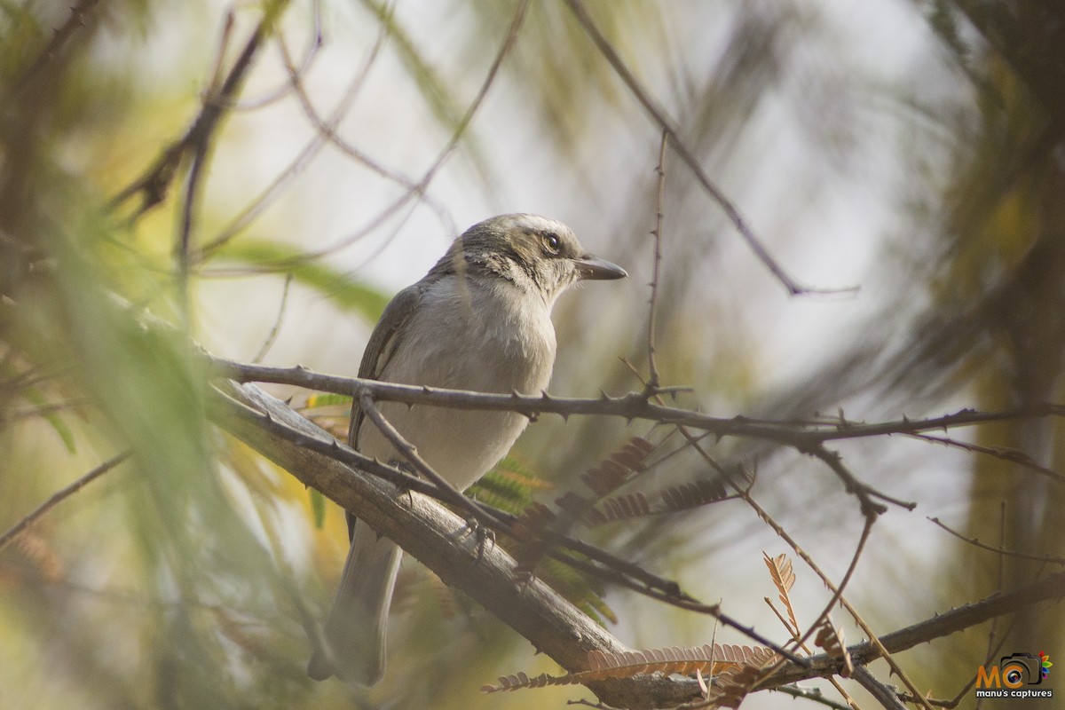 Common Woodshrike - Manoj Kumar Vittapu