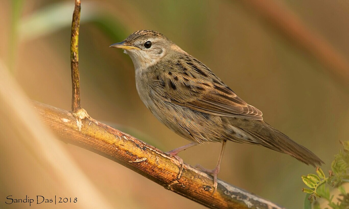 Common Grasshopper Warbler - ML83835391