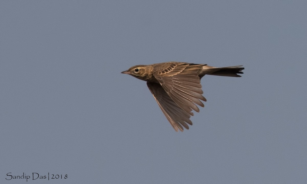 Richard's Pipit - ML83835491