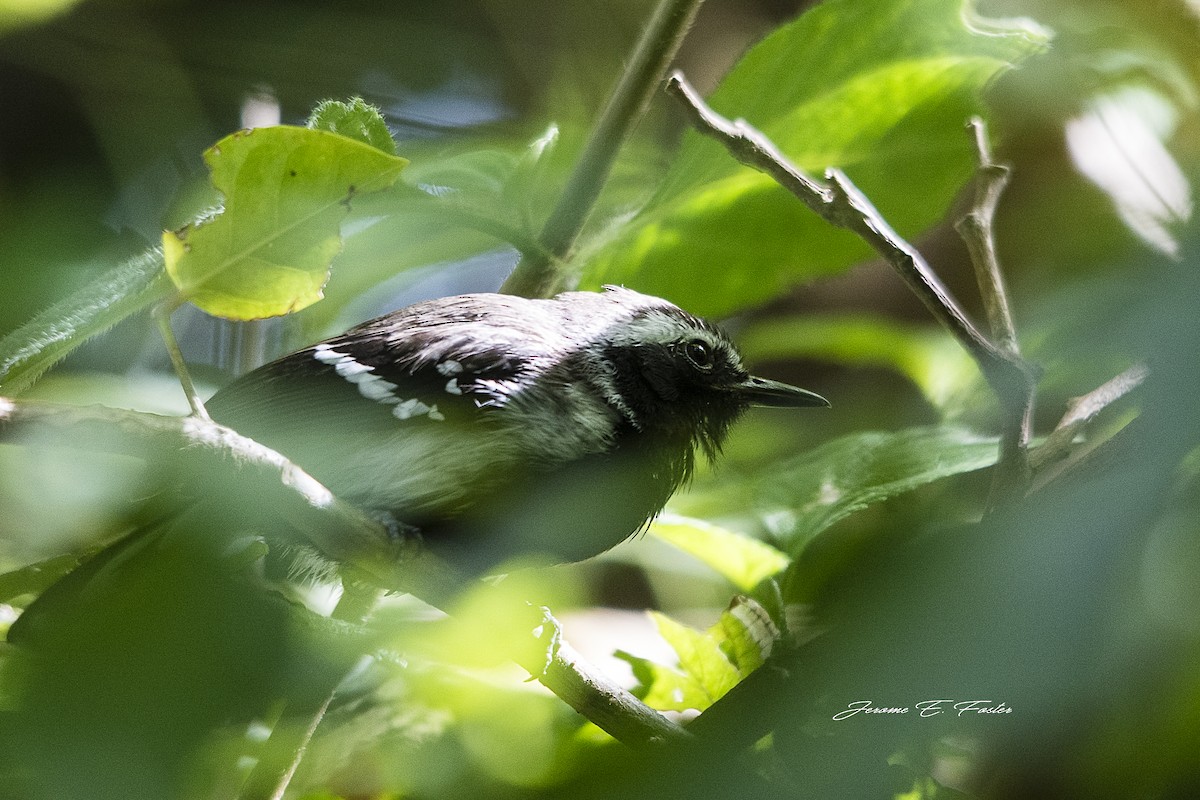 Northern White-fringed Antwren - Jerome Foster