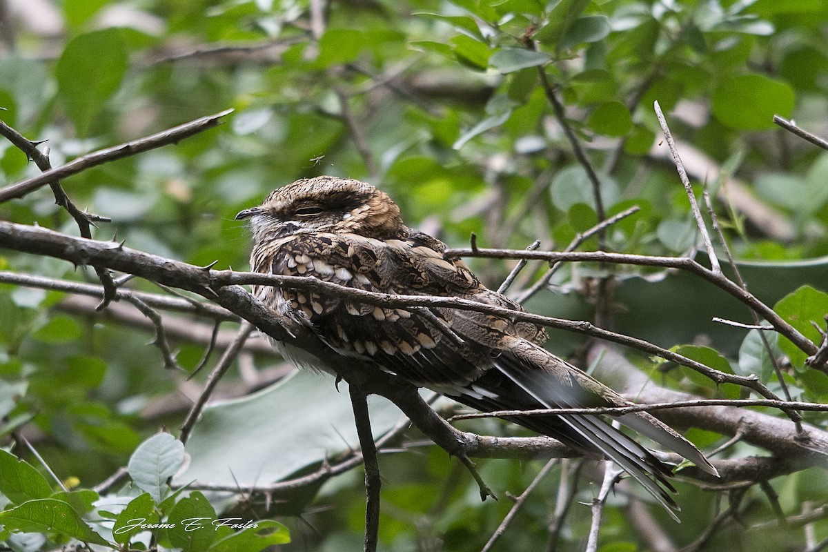 White-tailed Nightjar - ML83836401