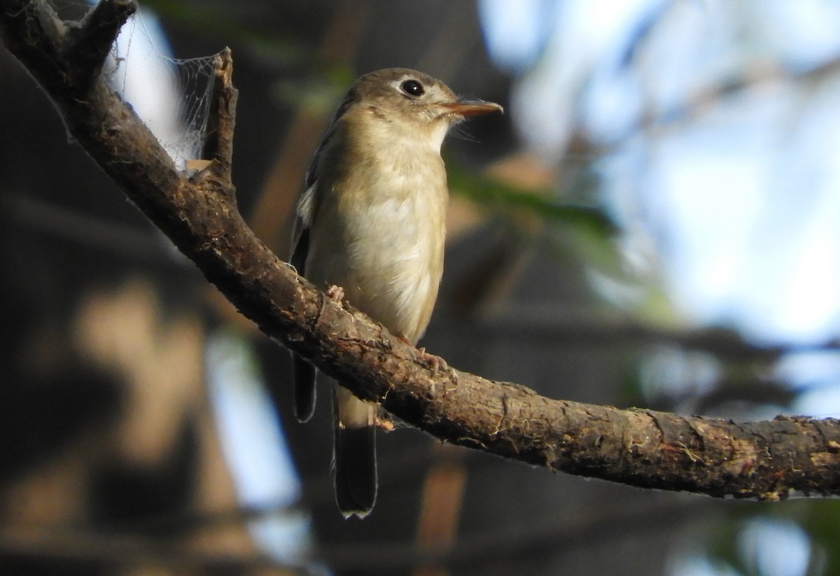 Brown-breasted Flycatcher - ML83837111