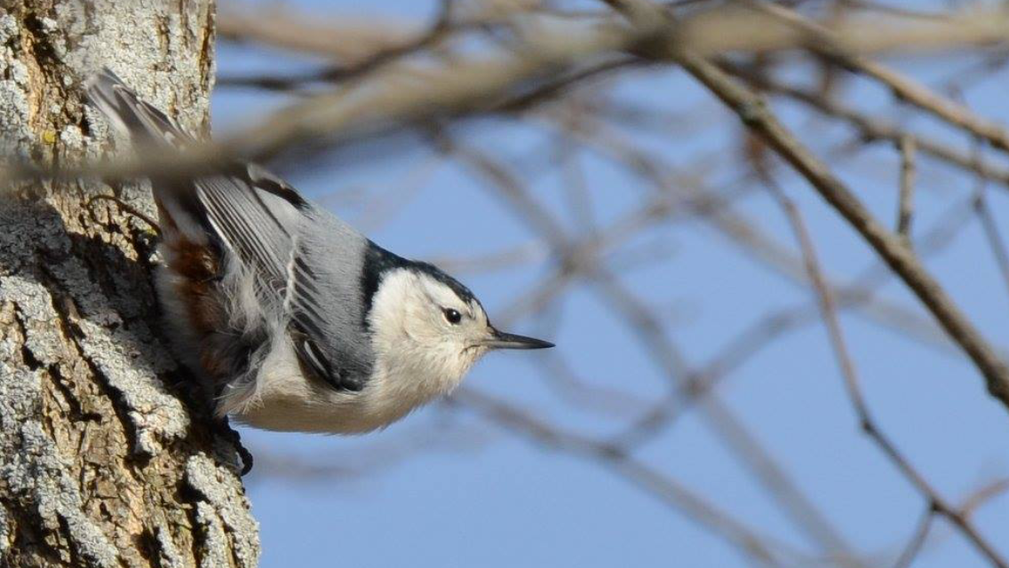 White-breasted Nuthatch - ML83837951