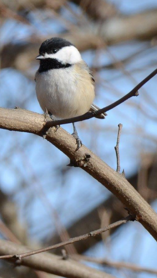 Black-capped Chickadee - ML83838021