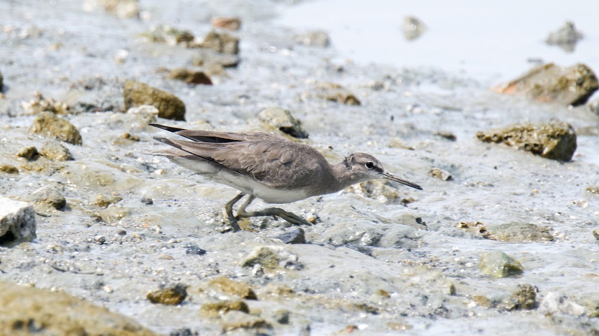 Grauschwanz-Wasserläufer - ML83838031