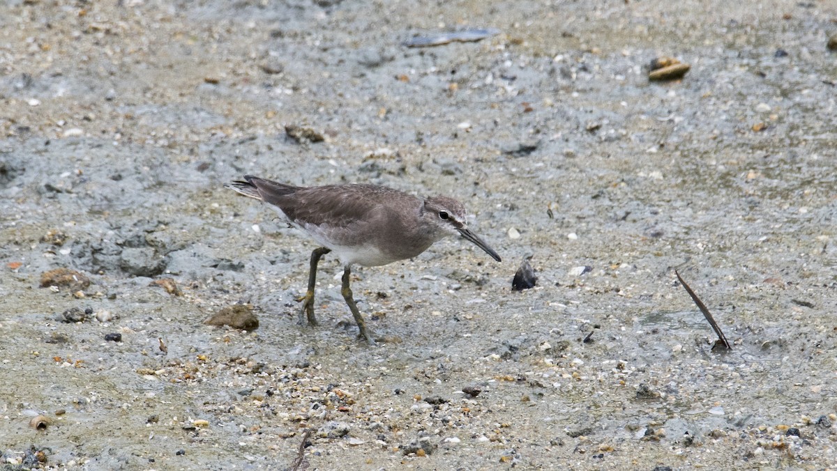 Grauschwanz-Wasserläufer - ML83838041