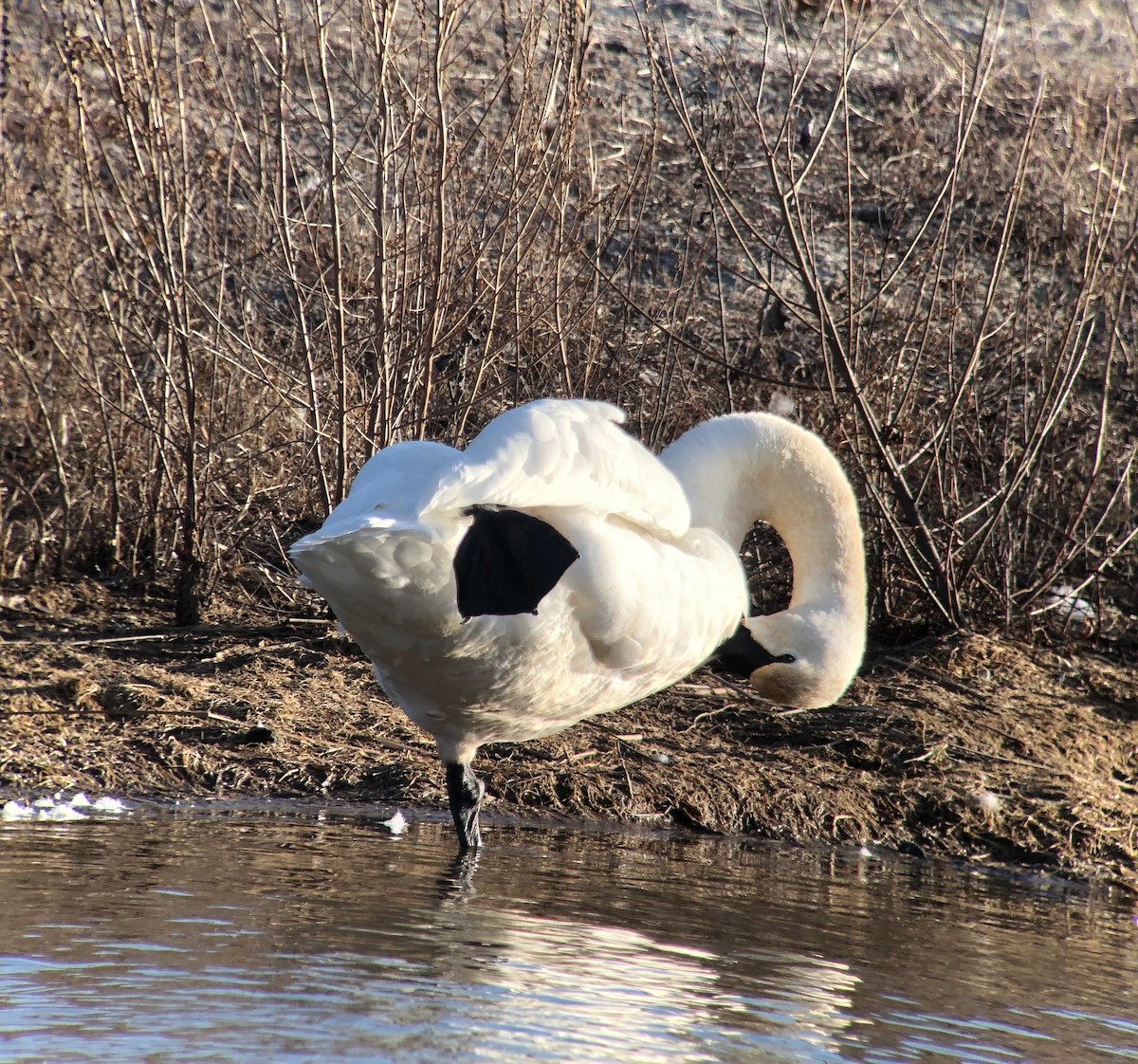 Tundra Swan - ML83839021