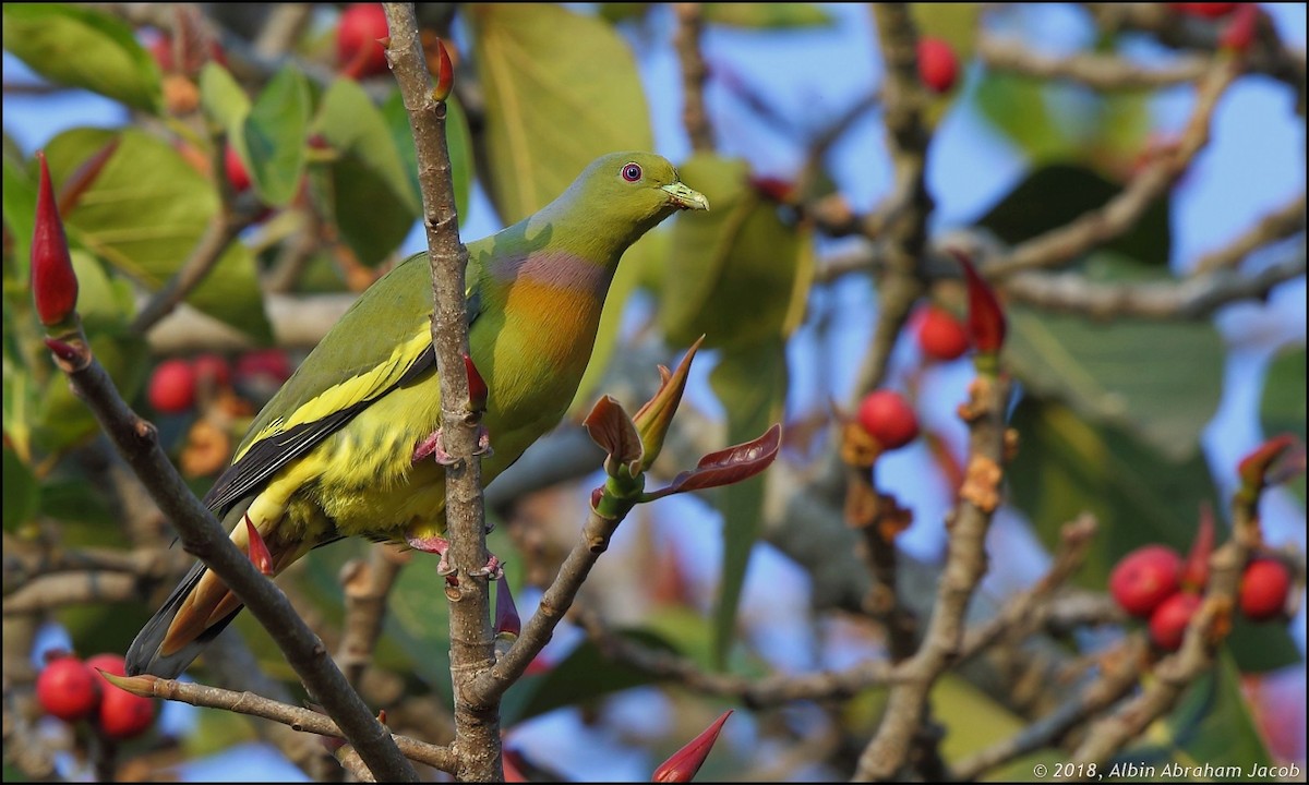 Orange-breasted Green-Pigeon - ML83839111