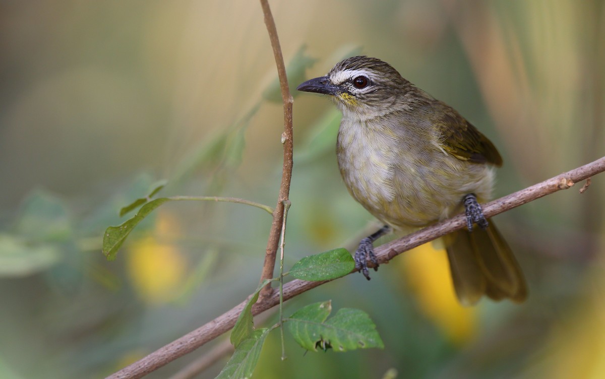 White-browed Bulbul - Albin Jacob