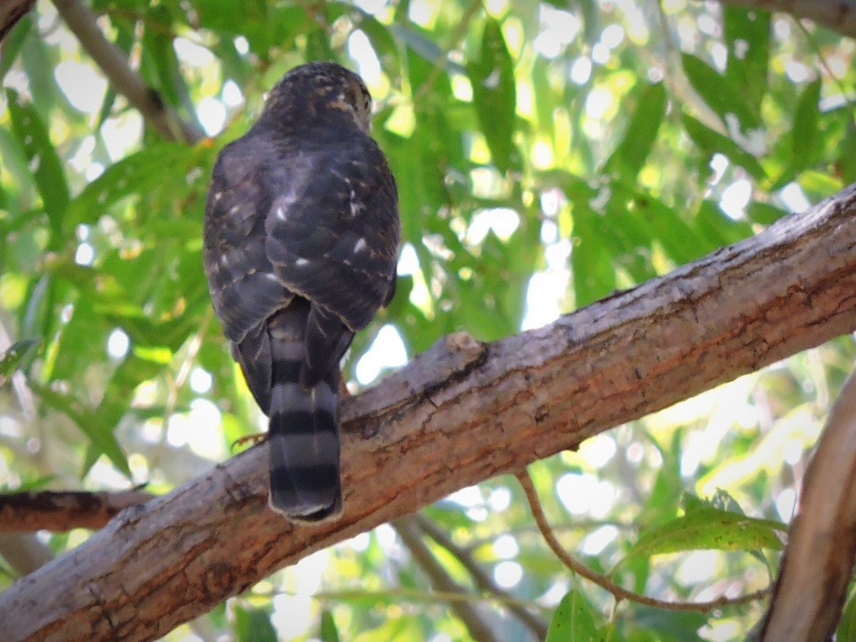 Sharp-shinned Hawk - ML83840261