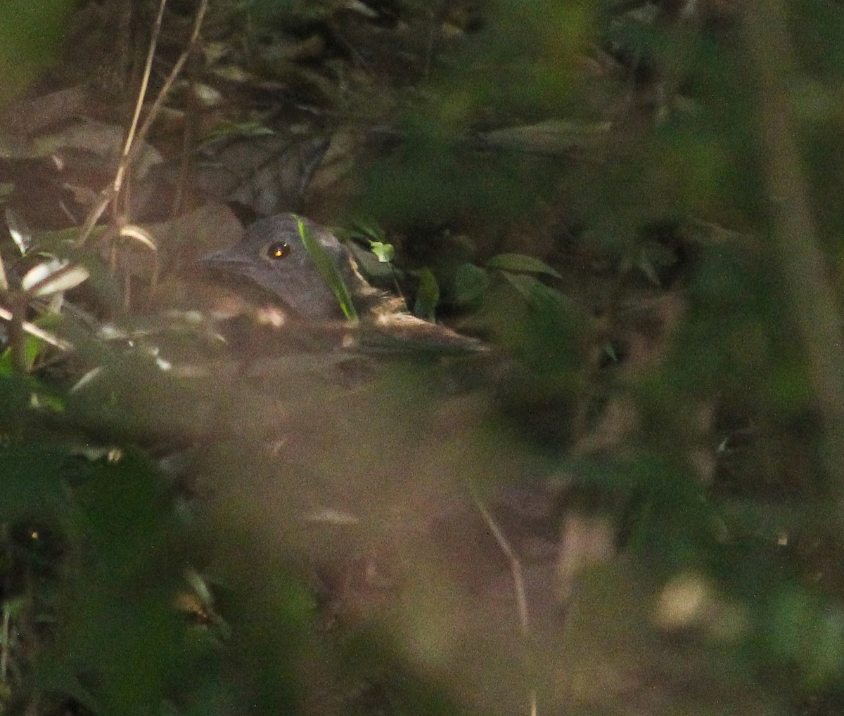 Undulated Tinamou - ML83841701