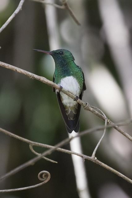 Snowy-bellied Hummingbird - Marcelo Corella